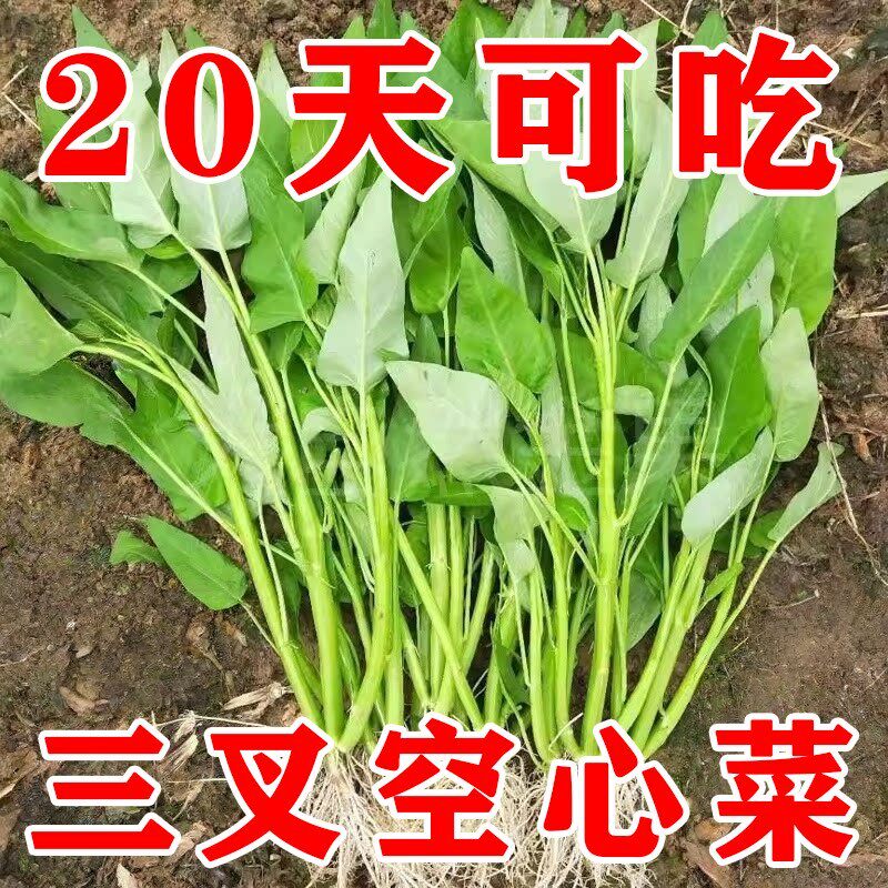 大叶三叉高产空心菜种籽子大田农家庭院四季青菜种子蔬菜种孑籽种