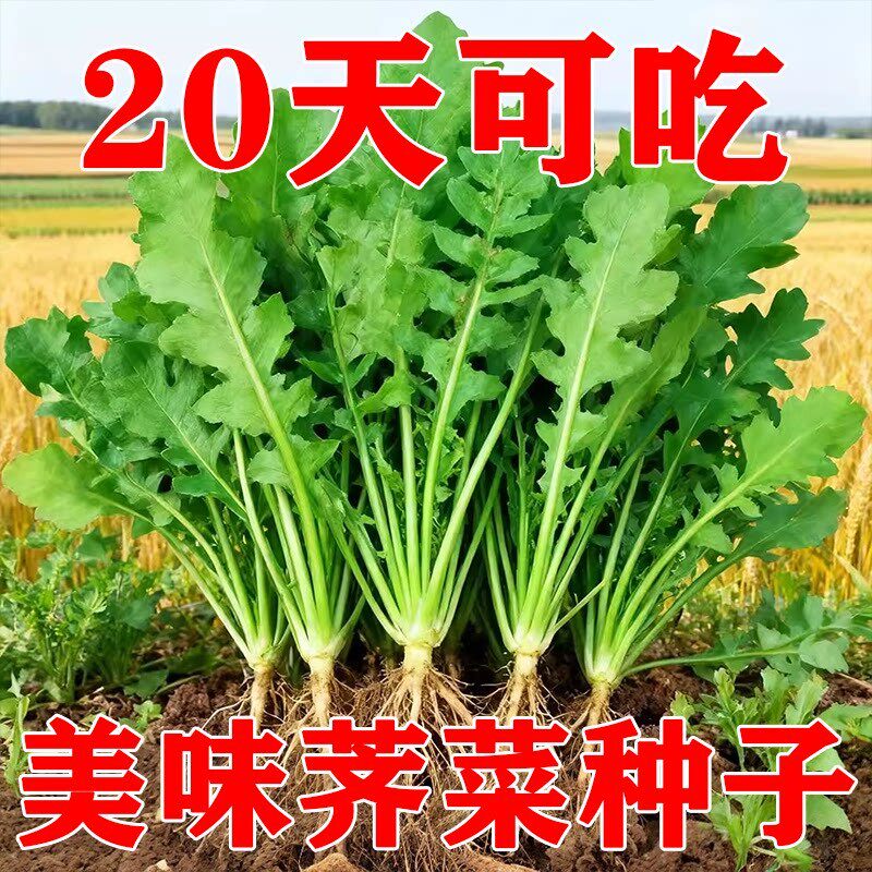 【今年新种】荠菜种子野生荠荠菜大叶季莱野荠菜阳台盆栽蔬菜种籽