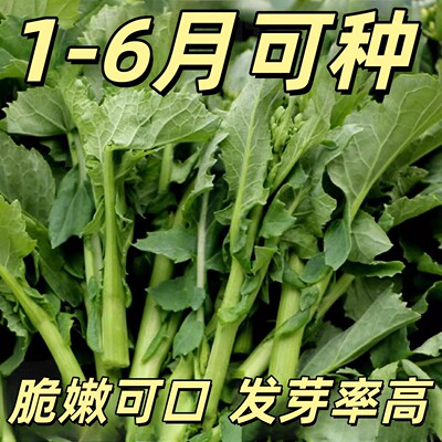 板蓝根菜苔种子四季早熟