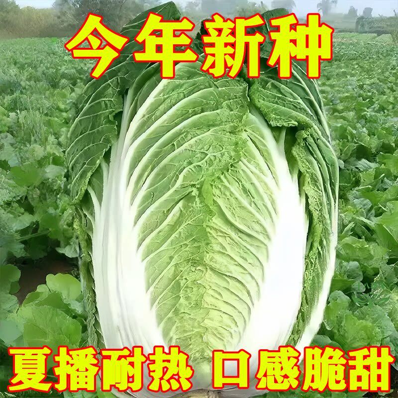 夏阳大白菜种子秧苗胶州