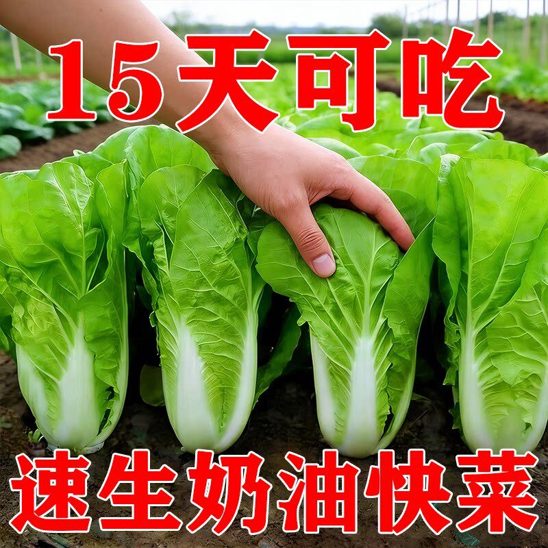 四季奶油快菜种子种籽小白菜蔬菜青菜菜种孑子籽种大全白莱快菜种