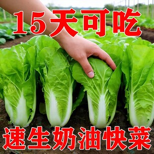 四季奶油快菜种子种籽小白菜蔬菜青菜菜种孑子籽种大全白莱快菜种