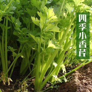 强丰禾圣四季小香芹种子送肥