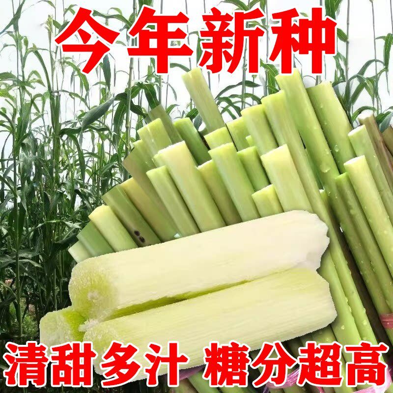 高糖甜高粱杆种子四季播