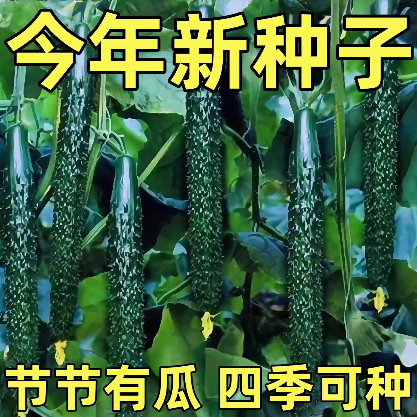 高产老品种绿心黄瓜种子种籽苗水果秋蔬菜老旱子子菜种籽种大全