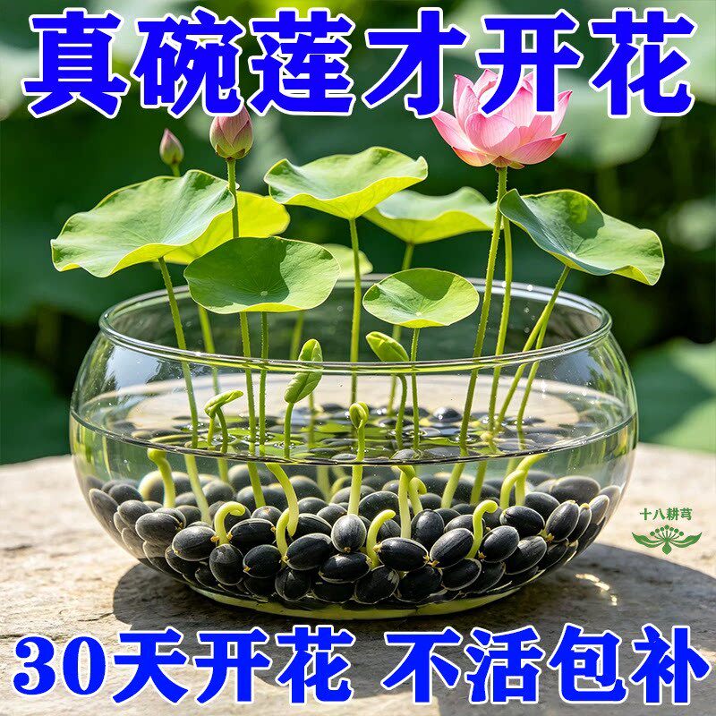 碗莲水培植物四季水养绿植七彩碗莲种子带花苞种藕睡莲荷花卉盆栽