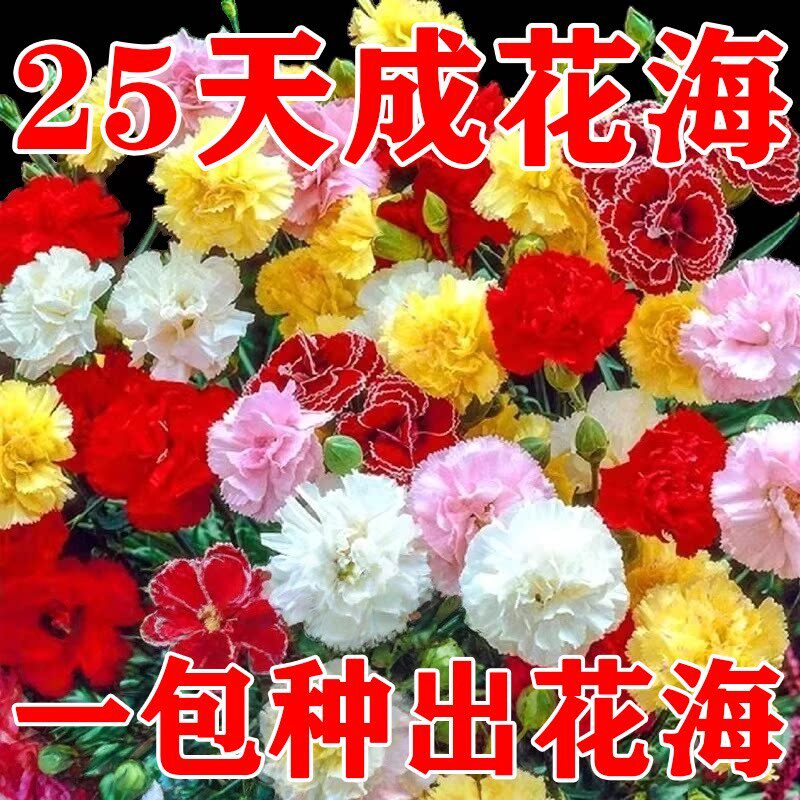 重瓣康乃馨种子四季可播驱蚊