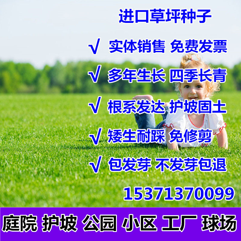 綠化草坪種子四季青免修剪狗牙根黑麥草庭院草皮草籽護坡草種子在類目 鮮花速遞/花卉仿真/綠植園藝, 花卉/蔬果/草坪種子（新）, 家庭園藝種子中 - 來自Buy2taobao.com提供專業的淘寶代購服務