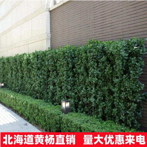 围墙篱笆植物大叶北海道黄杨苗冬青树苗四季常青耐寒庭院绿篱树苗