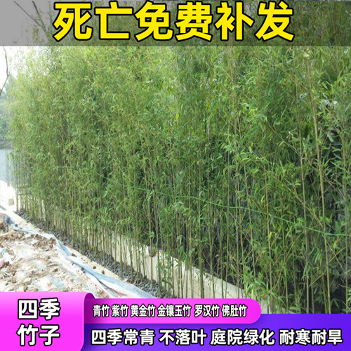 金镶玉竹子苗青竹黄金竹紫竹苗根庭院绿化盆栽室内外植物四季常青