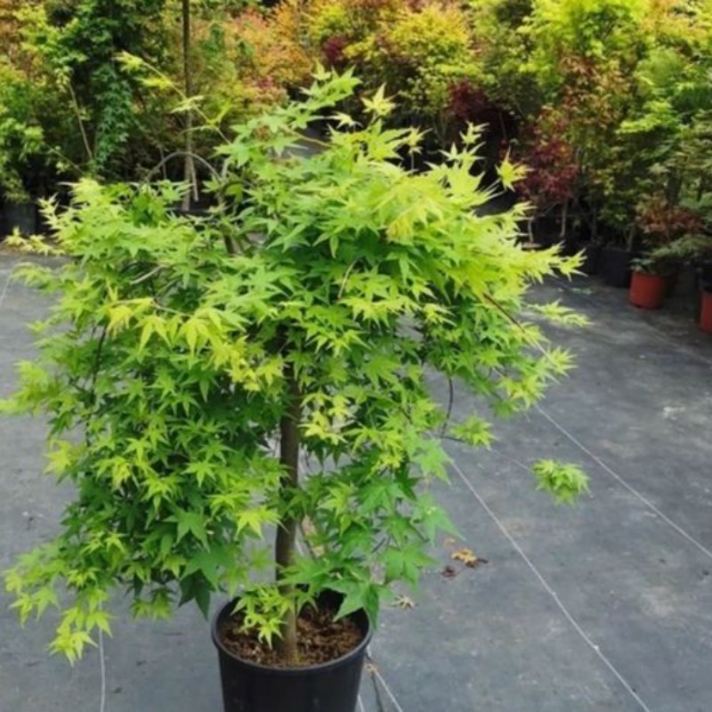 鸡爪槭树苗青枫树苗青枫小苗青枫苗红枫嫁接砧木绿化苗木庭院植物