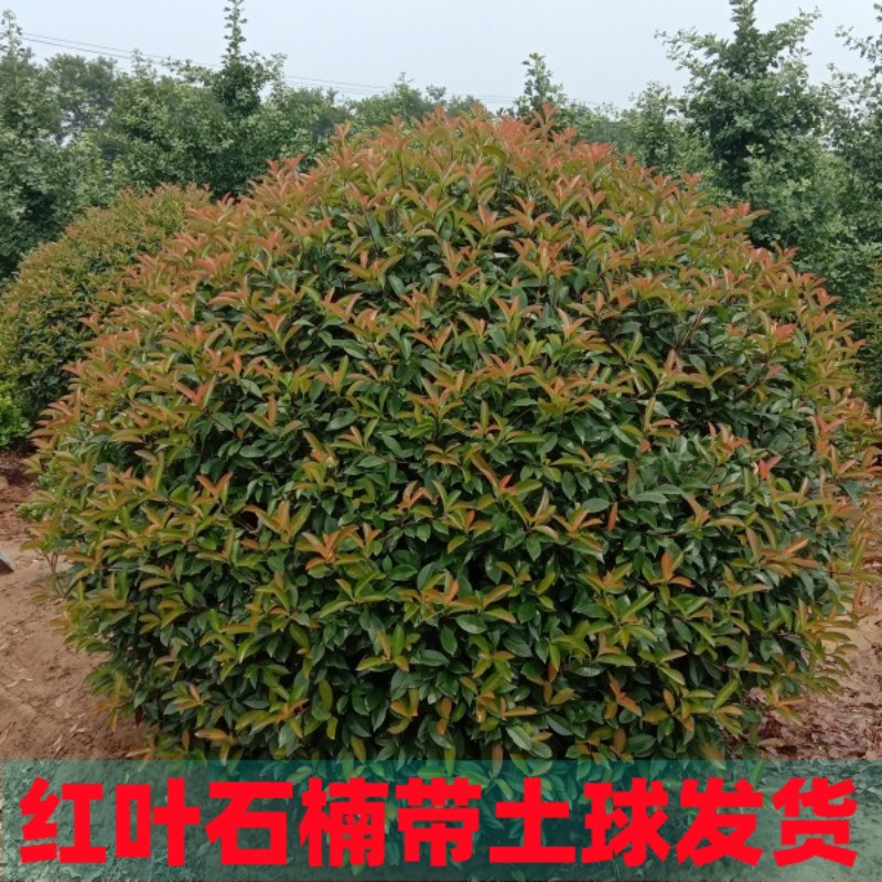 红叶石楠带土球发货量大优惠
