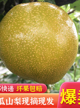 永川特产黄瓜山梨农家黄花梨现摘重庆梨子新鲜水果当季整箱8-10斤