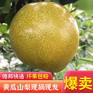 永川特产黄瓜山梨农家黄花梨现摘重庆梨子新鲜水果当季整箱8-10斤