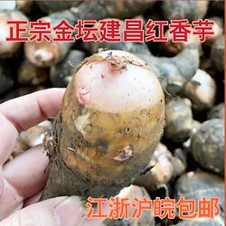 当季金坛正宗建昌红香芋现挖芋艿新鲜软糯香红芽芋3斤小芋头常州