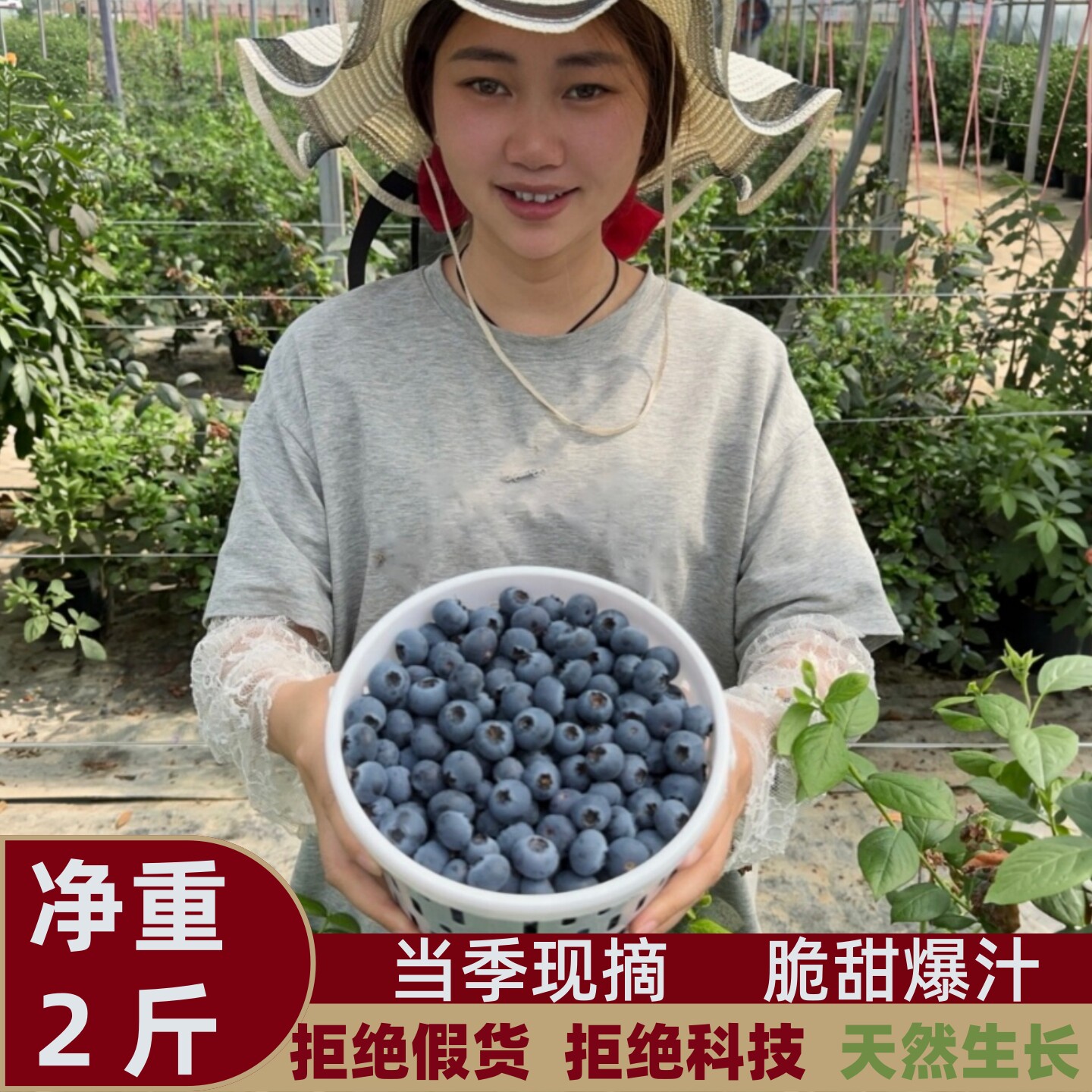 蓝莓新鲜水果露天高山蓝莓鲜果当季水果蓝莓原生态有机种植特大果