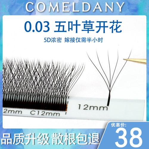 0.03五叶草浓密不散根风吹动柔软
