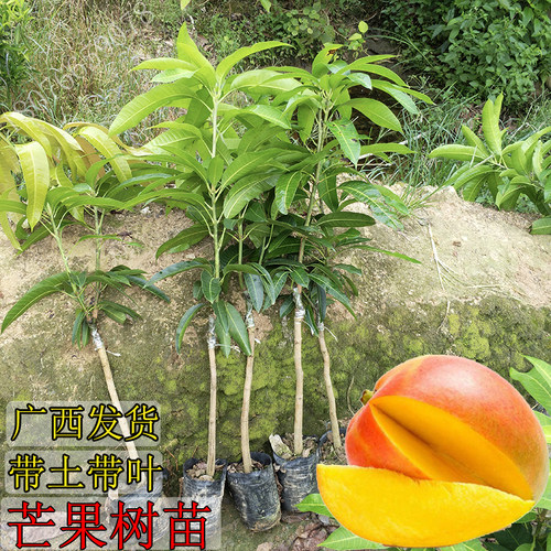 芒果树苗贵妃四季南方