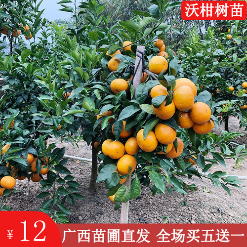 沃柑无核沃柑灵山县钦绿果苗嫁接
