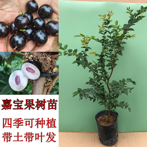 嘉宝果树苗沙巴嘉宝果树葡萄加宝果苗四季结果带土带叶四季常绿
