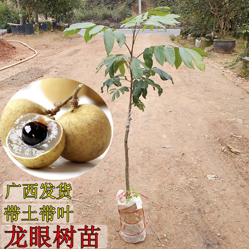 龙眼树苗嫁接苗桂圆树苗常绿石硖