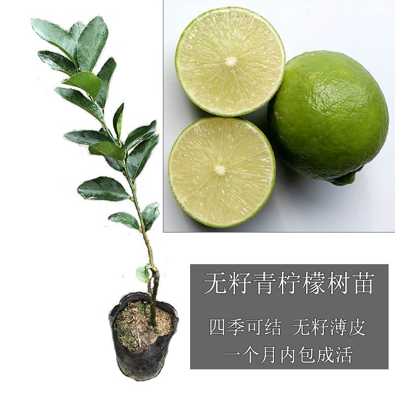 嫁接苗买五送一无籽青柠香水柠檬