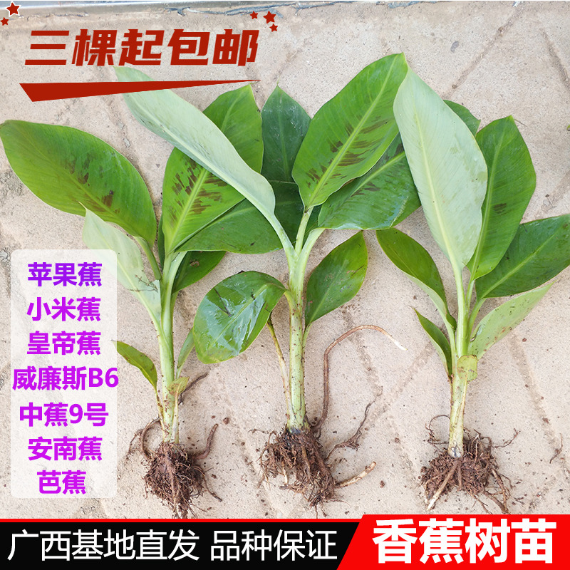 香蕉树苗包邮苹果蕉红香蕉芭蕉苗中蕉9号带土香蕉树苗四季可种植