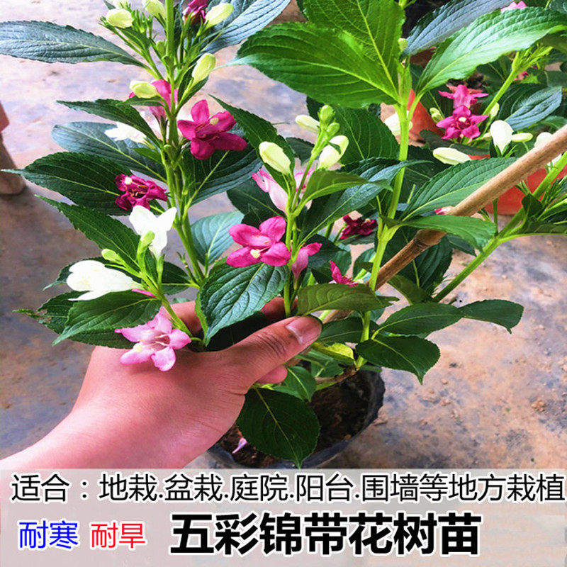 五彩锦带花树苗各种秋冬种植的季室外抗东北耐寒耐冻花卉大全植物