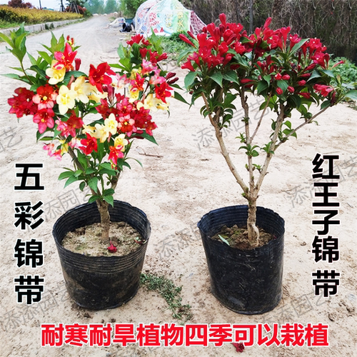 不怕冷不怕热五彩锦带花基地发货