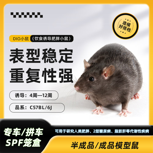 DIO小鼠 饮食诱导肥胖小鼠