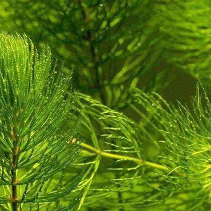 金鱼藻水草鱼缸造景公园湿地沉水植物降低氨氮养鱼养虾藻类植