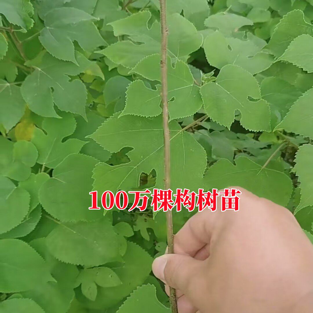 构树苗禇枝行道木小绿化造