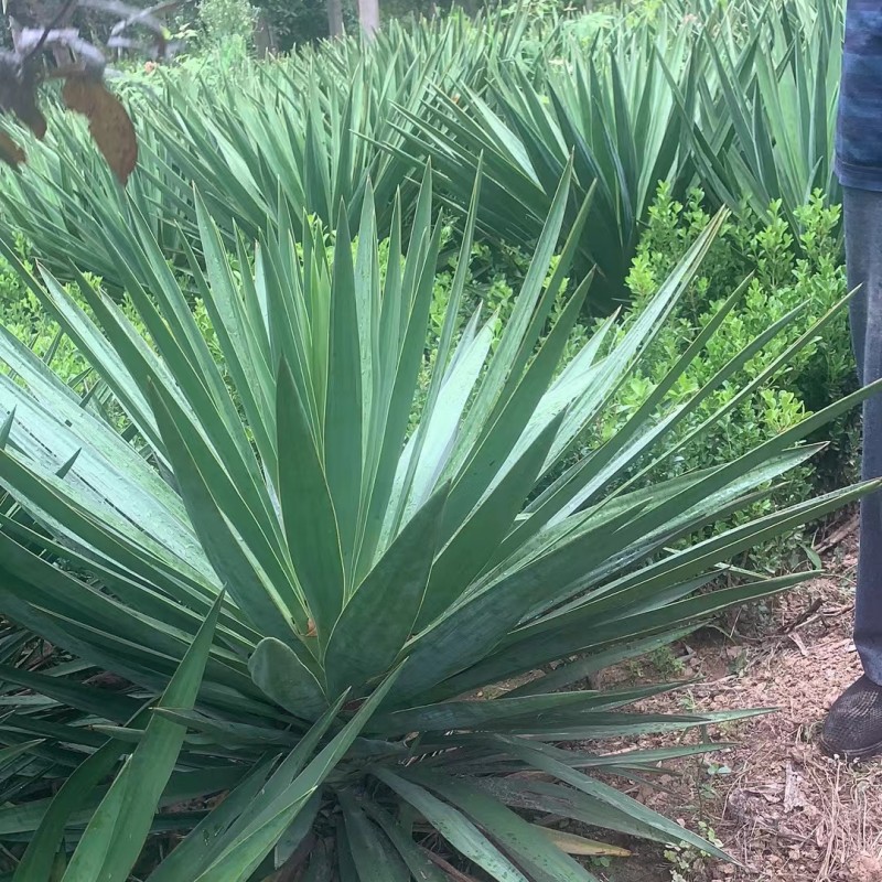 剑麻苗丝兰凤尾兰庭院植物绿化工程苗四季常绿灌木观叶花小苗