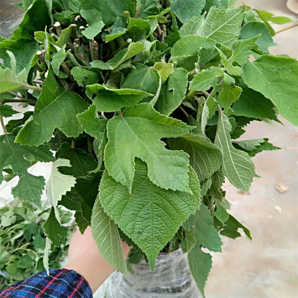 构树苗禇行道木小绿化饲养