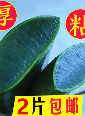 云南芦荟叶片新鲜叶子食用特大