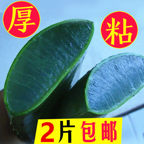 云南芦荟叶片新鲜叶子食用特大