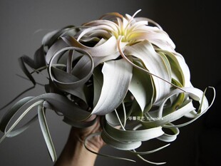 空气凤梨霸王Tillandsia Xerographica无土植物室内阳台绿植花卉