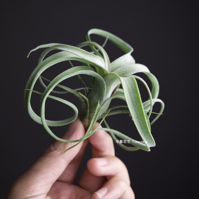 curlyslim花中花x电烫卷无土植物室内客厅易活绿植