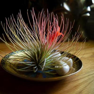 空气凤梨宝石tillandsia andreana无土植物室内阳台绿植花卉