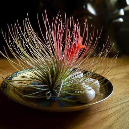 空气凤梨宝石tillandsia andreana无土植物室内阳台绿植花卉