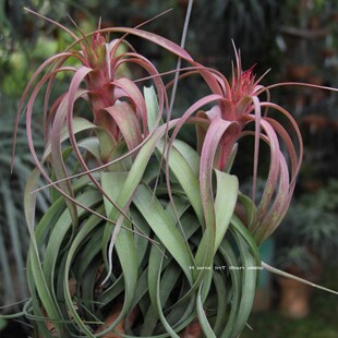 空气凤梨艾瑞克Tillandsia Eric Knobloch无土植物室内绿植花卉