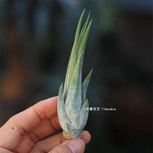 空气凤梨红女王头Tillandsia paucifolia无土植物室内绿植花卉