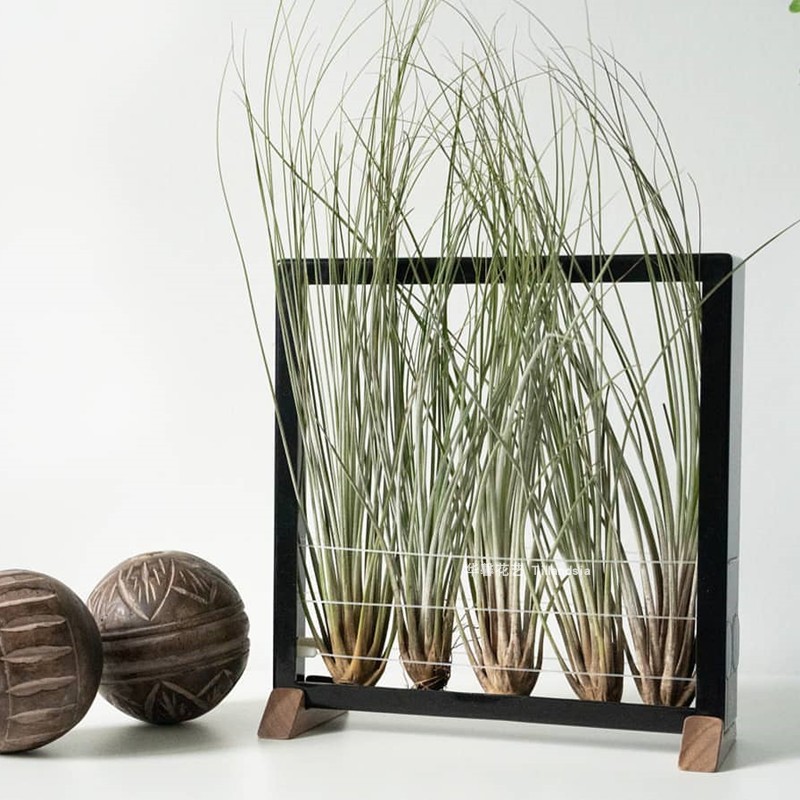 空气凤梨大三色Tillandsia juncea无土植物室内阳台懒人绿植花卉
