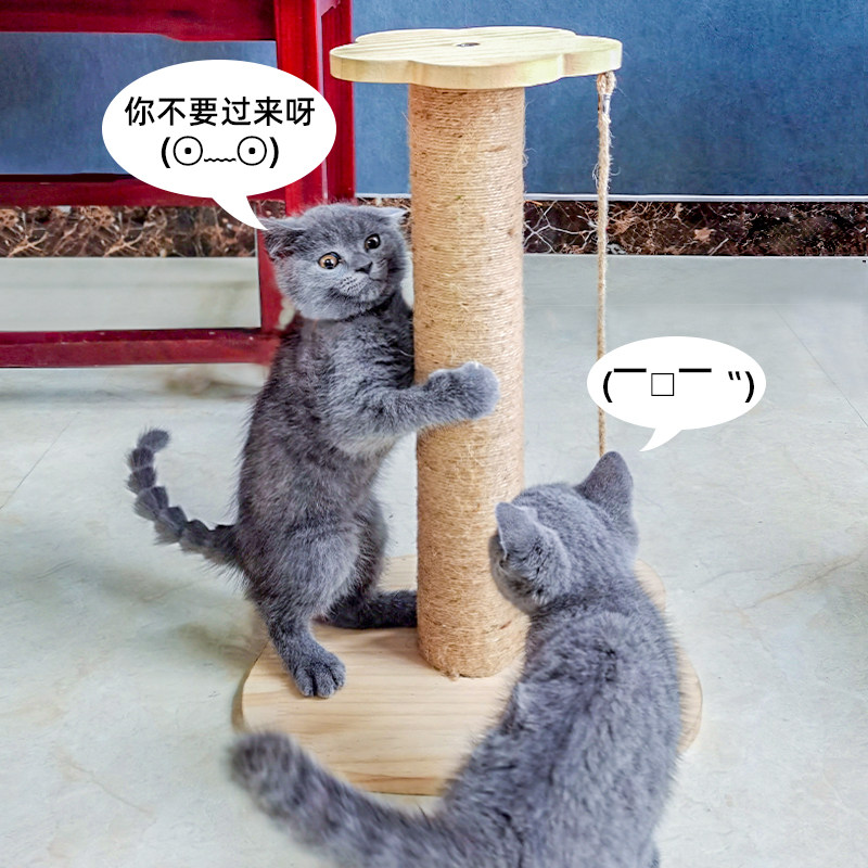 Scratching solid wood Cat Tree vertical Cat jumping Small apartment Cats shelf Cat scratch post Kitty Toys Suppliesin the Pet/Pet food and supplies , Cat/Dog Toys , Cat Tree  category - from Buy2taobao.com to provide professional Taobao agent buy service