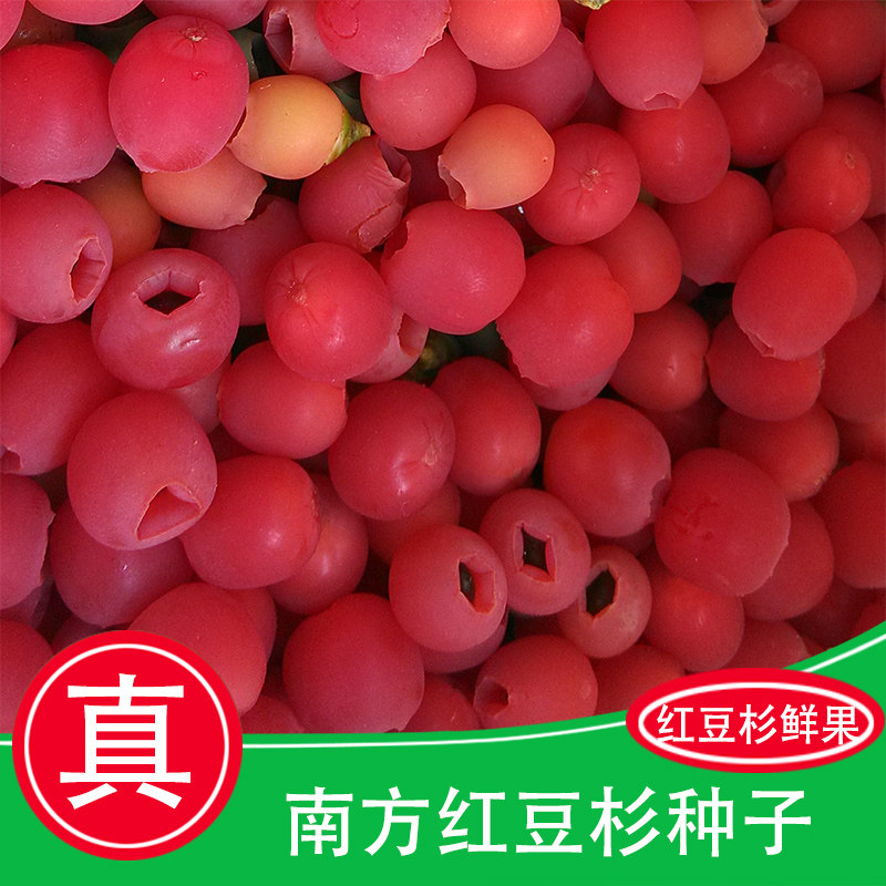 南方红豆杉果子种子正宗含紫杉醇红豆杉鲜果实干正品一斤顺丰包邮,鲜花速递/花卉仿真/绿植园艺,绿植,淘宝优惠券,粉丝福利购,淘宝优惠卷