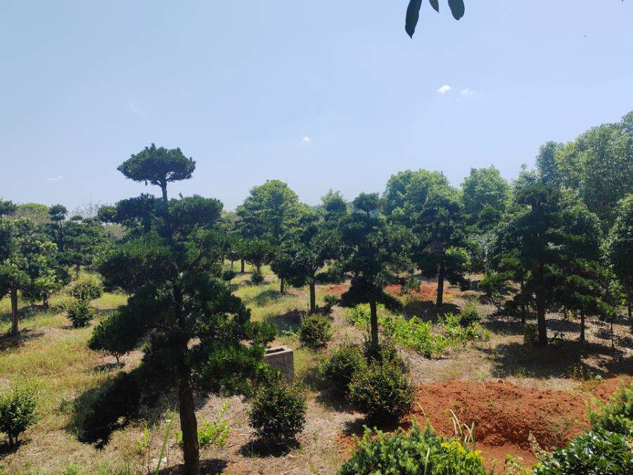 4月2日上饶市合作社资产房屋建筑物、构筑物、机器设备、苗木及土地等网络拍卖公告