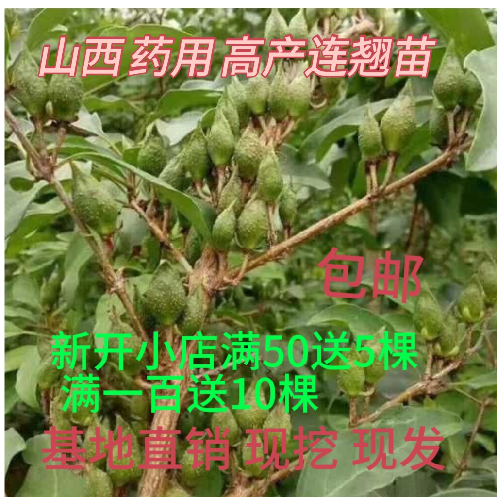 连翘苗 山西 药用高产大果连翘