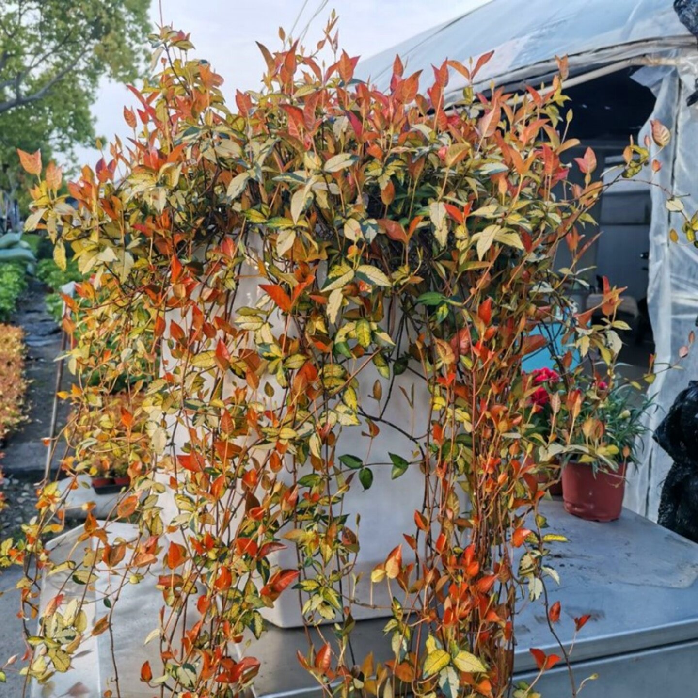 花叶络石盆栽爬藤垂吊耐寒耐晒阳台庭院绿化宿根观叶植物四季花卉
