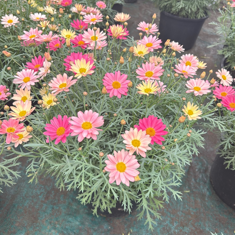 玛格丽特盆栽花苗重瓣带花糖果小雏菊室外阳台四季耐寒花卉花期久