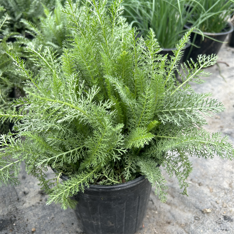 荷兰鼠刺·千叶蓍盆栽庭院多年生宿根花卉花镜植物地被绿西洋蓍草